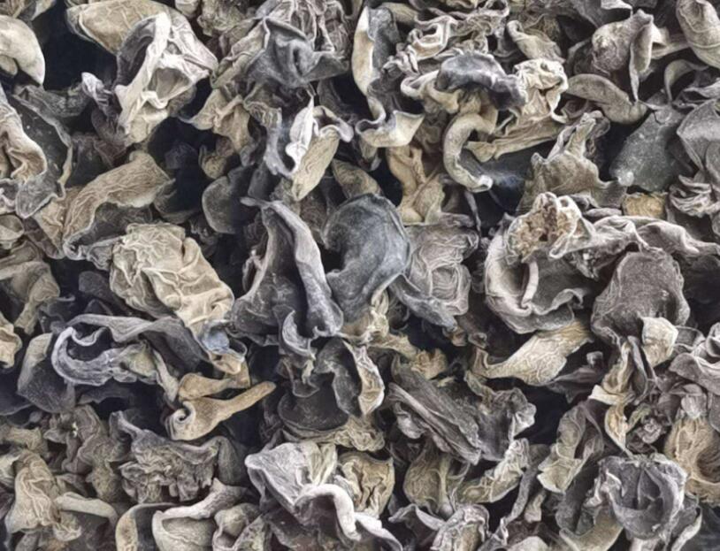 黑木耳 黑木耳